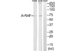 Western blot analysis of extracts from Cos7 and A549 cells, using A-RAF antibody. (ARAF Antikörper  (Internal Region))