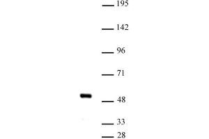 IRF-4 (pAb) tested by Western blot. (IRF4 Antikörper  (C-Term))