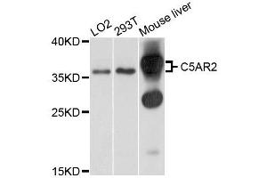 Western blot analysis of extracts of various cells, using C5AR2 antibody. (GPR77 Antikörper)