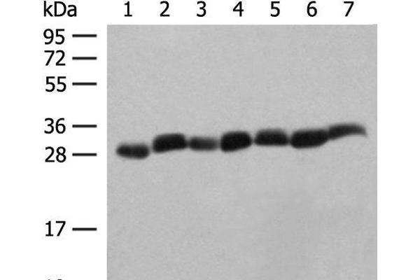 PSMA3 Antikörper