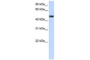 SPATA17 antibody used at 1 ug/ml to detect target protein. (SPATA17 Antikörper  (C-Term))