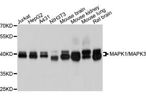 Western blot analysis of extracts of various cell lines, using MAPK1/MAPK3 antibody (ABIN5996862) at 1/1000 dilution. (ERK1 Antikörper)