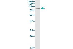 Immunoprecipitation of CD19 transfected lysate using anti-CD19 monoclonal antibody and Protein A Magnetic Bead , and immunoblotted with CD19 MaxPab rabbit polyclonal antibody. (CD19 Antikörper  (AA 98-187))