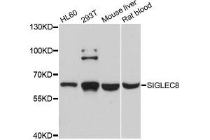 Western blot analysis of extracts of various cell lines, using SIGLEC8 antibody (ABIN5998806) at 1/1000 dilution. (SIGLEC8 Antikörper)