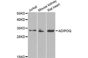 Western blot analysis of extracts of various cell lines, using ADIPOQ antibody (ABIN5971370) at 1/1000 dilution. (ADIPOQ Antikörper)