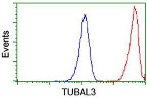 Image no. 2 for anti-Tubulin, alpha-Like 3 (TUBAL3) (AA 150-446) antibody (ABIN1490952) (TUBAL3 Antikörper  (AA 150-446))