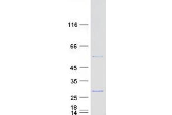 RPL18 Protein (Myc-DYKDDDDK Tag)