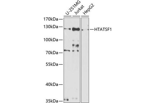 HTATSF1 Antikörper  (AA 1-270)