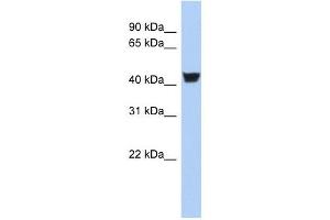 TH antibody (70R-10442) used at 0. (TH Antikörper  (N-Term))