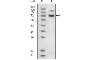 Western Blot showing EphB4 antibody used against extracellular domain of human EphB4 (aa16-539). (EPH Receptor B4 Antikörper)