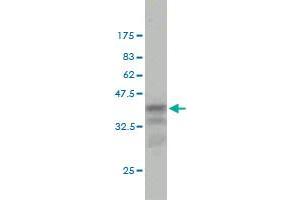 Western Blotting (WB) image for anti-Chaperonin Containing TCP1, Subunit 7 (Eta) (CCT7) (AA 425-528) antibody (ABIN564614)