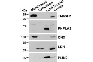 Western Blotting (WB) image for anti-Perilipin 2 (PLIN2) (AA 1-29), (N-Term) antibody (ABIN285650)