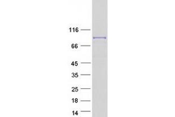 COG3 Protein (Myc-DYKDDDDK Tag)