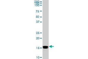 Western Blotting (WB) image for anti-Nucleoside diphosphate kinase B (NME2) (AA 51-152) antibody (ABIN518376)