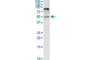 SLC3A2 MaxPab rabbit polyclonal antibody. (SLC3A2 Antikörper  (AA 1-529))