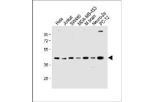 All lanes : Anti-HTR4 Antibody (N-term) at 1:1000 dilution Lane 1: Hela whole cell lysate Lane 2: Jurkat whole cell lysate Lane 3: S whole cell lysate Lane 4: MDA-MB-453 whole cell lysate Lane 5: Mouse brain lysate Lane 6: Neuro-2a whole cell lysate Lane 7: PC-12 whole cell lysate Lysates/proteins at 20 μg per lane. (Serotonin Receptor 4 Antikörper  (N-Term))