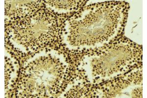 ABIN6268696 at 1/100 staining Mouse testis tissue by IHC-P. (EZH2 Antikörper  (Internal Region))