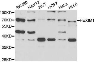 Western blot analysis of extracts of various cell lines, using HEXIM1 antibody. (HEXIM1 Antikörper)