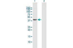 Western Blot analysis of DNAJB6 expression in transfected 293T cell line by DNAJB6 MaxPab polyclonal antibody. (DNAJB6 Antikörper  (AA 1-326))