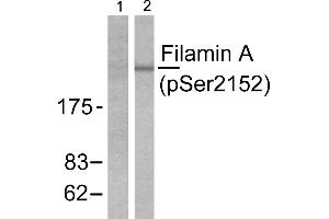 Western blot analysis of extracts from 293 cells treated with EGF (200ng/ml, 5mins), using Filamin A (phospho-Ser2152) antibody. (Filamin A Antikörper  (pSer2152))