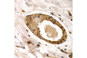 Immunohistochemistry of paraffin-embedded human normal breast using TOR1A antibody. (TOR1A Antikörper)