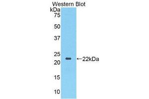 Western Blotting (WB) image for anti-Toll-Like Receptor 3 (TLR3) (AA 533-705) antibody (ABIN1860770) (TLR3 Antikörper  (AA 533-705))