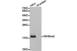 Western Blotting (WB) image for anti-Histone 3 (H3) (H3K36me2) antibody (ABIN1873004) (Histone 3 Antikörper  (H3K36me2))