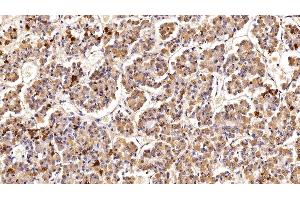 Detection of PRL in Porcine Pituitary Tissue using Polyclonal Antibody to Prolactin (PRL) (Prolactin Antikörper  (AA 31-229))