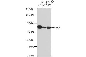 Western blot analysis of extracts of various cell lines, using RARβ Rabbit mAb (ABIN7269947) at 1:1000 dilution. (Retinoic Acid Receptor beta Antikörper)