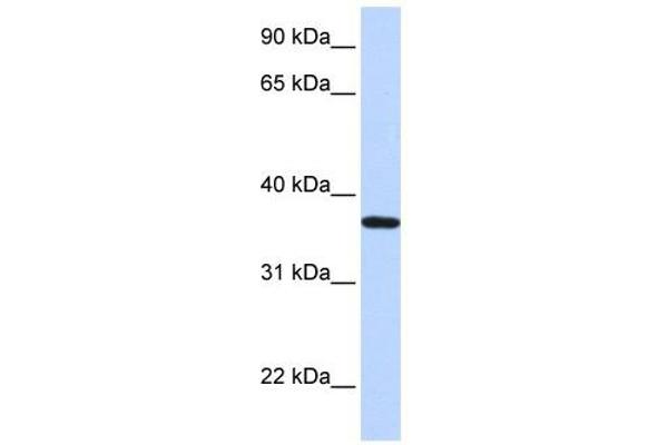 LCN12 Antikörper  (N-Term)