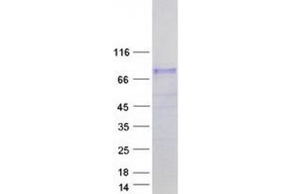 NCOA4 Protein (Transcript Variant 3) (Myc-DYKDDDDK Tag)