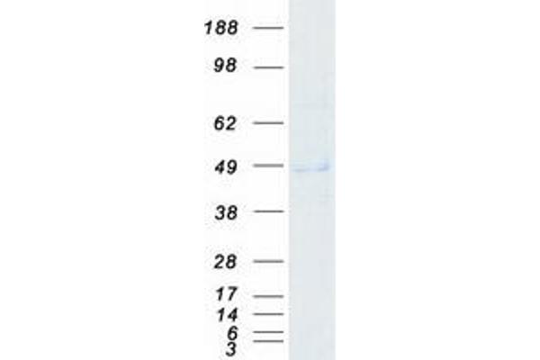 ABHD2 Protein (Transcript Variant 1) (Myc-DYKDDDDK Tag)