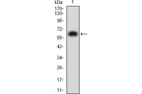 KIR3DL1 Antikörper  (AA 22-340)