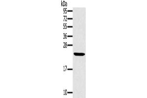 Gel: 12 % SDS-PAGE, Lysate: 40 μg, Lane: Mouse liver tissue, Primary antibody: ABIN7130217(MED22 Antibody) at dilution 1/800, Secondary antibody: Goat anti rabbit IgG at 1/8000 dilution, Exposure time: 15 seconds (MED22 Antikörper)