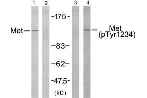 Western blot analysis of extract from HepG2 cells using Met (Ab-1234) antibody (E021220, Line 1 and 2) and Met (phospho- Tyr1234) antibody (E011227, Line 3 and 4). (c-MET Antikörper)