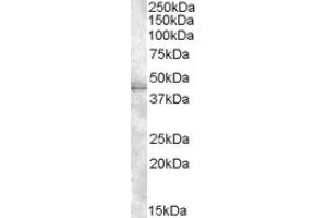 Image no. 1 for anti-Muscleblind-like Protein 1 (MBNL1) (C-Term) antibody (ABIN375072) (MBNL1 Antikörper  (C-Term))