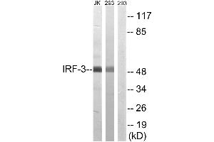Western blot analysis of extracts from Jurkat cells and 293 cells, using IRF-3 (Ab-386) antibody. (IRF3 Antikörper  (Ser386))