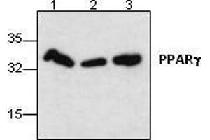 Image no. 1 for anti-Peroxisome Proliferator-Activated Receptor gamma (PPARG) antibody (ABIN191899) (PPARG Antikörper)