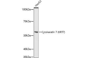 Western blot analysis of extracts of HepG2 cells, using Cytokeratin 7 (KRT7) antibody (ABIN6129292, ABIN6143037, ABIN6143039 and ABIN6215559) at 1:1000 dilution. (Cytokeratin 7 Antikörper  (AA 1-94))