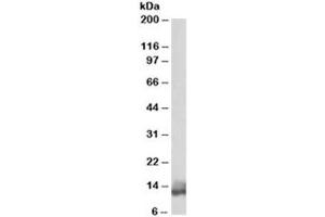 Western blot testing of human heart lysate with Phospholamban antibody at 0. (Phospholamban Antikörper)