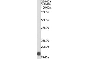 Biotinylated ABIN5539498 (0. (COX IV Antikörper  (C-Term) (Biotin))