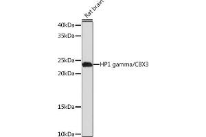 Western blot analysis of extracts of Rat brain, using HP1 gamma/CBX3 Rabbit mAb (ABIN1679484, ABIN3018775, ABIN3018776 and ABIN7101659) at 1:1000 dilution. (CBX3 Antikörper)