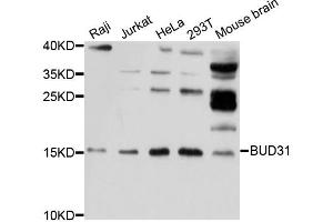 Western blot analysis of extracts of various cell lines, using BUD31 antibody. (BUD31 Antikörper)