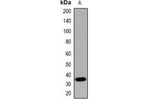 Western blot analysis of CDX2 expression in mouse brain (A) whole cell lysates. (CDX2 Antikörper)