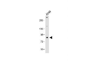 Anti-FBXL19 Antibody (C-term) at 1:2000 dilution + A549 whole cell lysate Lysates/proteins at 20 μg per lane. (FBXL19 Antikörper  (C-Term))