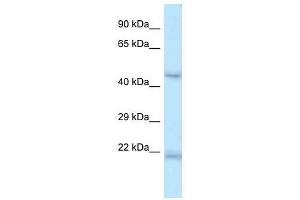 Western Blot showing Onecut1 antibody used at a concentration of 1. (ONECUT1 Antikörper  (C-Term))