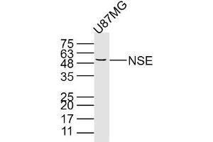U87MG cell lysates probed with PNSE (15E2) Monoclonal Antibody, unconjugated (bsm-33072M) at 1:300 overnight at 4°C followed by a conjugated secondary antibody for 60 minutes at 37°C. (ENO2/NSE Antikörper)