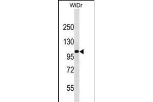 KIT Antibody (Center ) (ABIN1538499 and ABIN2850155) western blot analysis in WiDr cell line lysates (35 μg/lane). (KIT Antikörper  (AA 556-585))