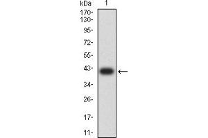 Western blot analysis using RUNX3 mAb against human RUNX3 (AA: 294-429) recombinant protein. (RUNX3 Antikörper  (AA 294-429))