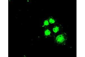 Immunofluorescence (IF) image for anti-Solute Carrier Family 2 (Facilitated Glucose/fructose Transporter), Member 5 (SLC2A5) antibody (ABIN1498476) (SLC2A5 Antikörper)